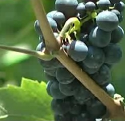 vini di montagna - fonte: www.youtube.com
