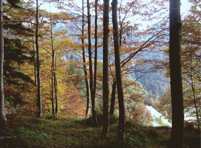 bosco in autunno. Fonte: pagina Instagram del Parco Dolomiti Friulane