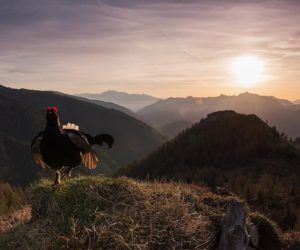Fotografare il Parco. Foto vincitrice dell'ultima edizione "Gallo Forcello", di Denis Bertanzetti