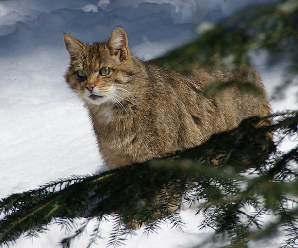Gatto Europeo Wikipedia