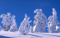Alberi coperti di neve - Fonte: http://fam-tille.de/harz/brocken/2001_057.html
