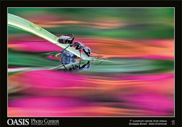 600px-oasi-photocontest2013-primopremio-sezion-altrianimali-foto-giuseppe-bonali