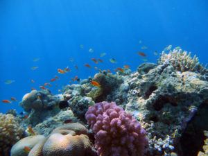 makadi bay 1