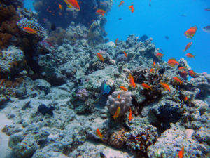 makadi bay 10