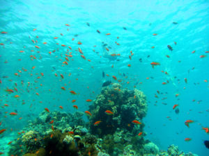 makadi bay 11
