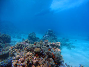 makadi bay 12