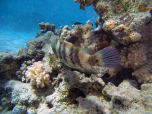 makadi bay 13