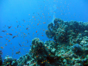 makadi bay 3