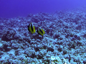 makadi bay 4