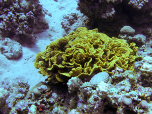 makadi bay 5