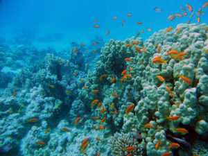 makadi bay 7