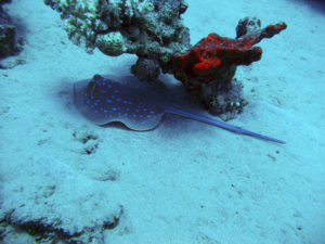 makadi bay 9