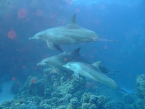 DSCF0167