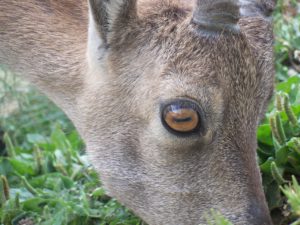 ANIMALI stambecco 2
