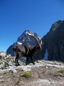 ANIMALI stambecco 6