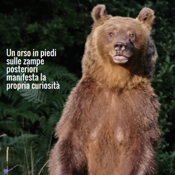 orso