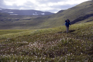2015-08-11_29614-Hornstrandir-Furufjordur