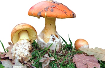 354px-funghi-fonte-wwwASSOCIAZIONEMICOLOGICAPIEMONTESEit-CASCINA-BRERO