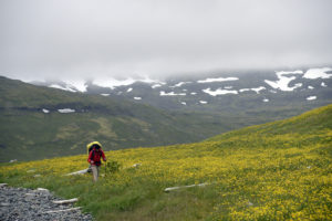 2015-08-12_29689-Hornstrandir-Furufjordur