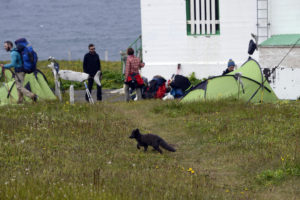 2015-08-13_30387-Hornstrandir-Hornbjargsviti-VolpeArtica