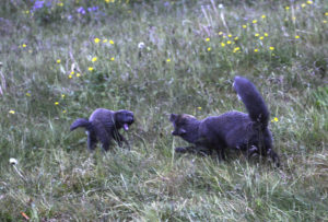 2015-08-14_30879-Hornstrandir-Hornvik-VolpeArtica-Attacco