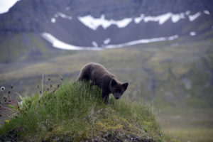 2015-08-15_31161-Hornstrandir-Hloduvik-VolpeArtica