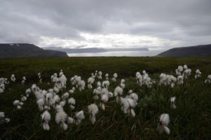 2015-08-16_31454-Hornstrandir-Hesteyrarfjordur