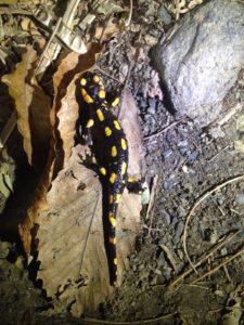 IMG-20151108-WA0025