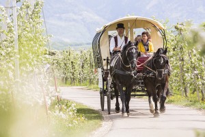 Escursione in carrozza - asparago di Terlano - Fonte: www.terlano.info