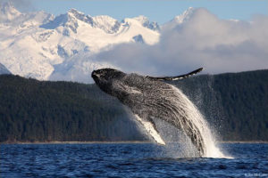 viaggio_in_Alaska_11259