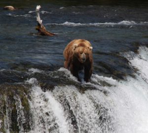 viaggio_in_alaska_11297