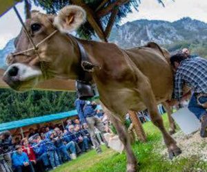 Campionato del Mondo di mungitura a mano, Lenna. Fonte: facebook