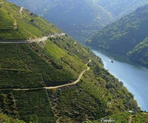 Viticoltura di montagna. Fonte: vit.entecra.it