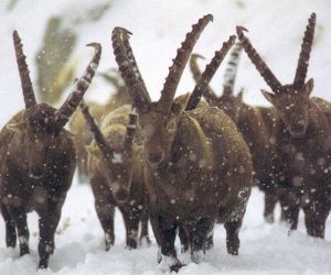 614px511-stambecchi-foto-lucianoramires-fonte-press-pngp
