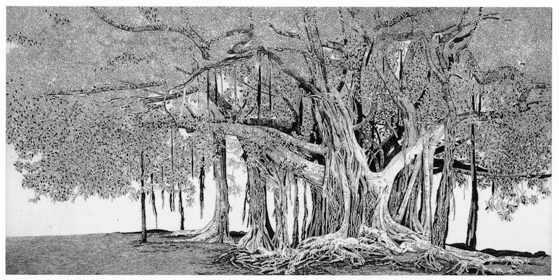 Federica Galli, Il ficus di Palermo, 1998, acquaforte su zinco, 394x795 mm © Fondazione Federica Galli