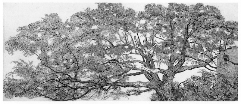 Federica Galli, La quercia della Val Garibalda, 1997, acquaforte su zinco, 297x696 mm © Fondazione Federica Galli, Milano