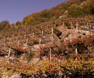 Vigneti eroici. Fonte: www.cervim.it