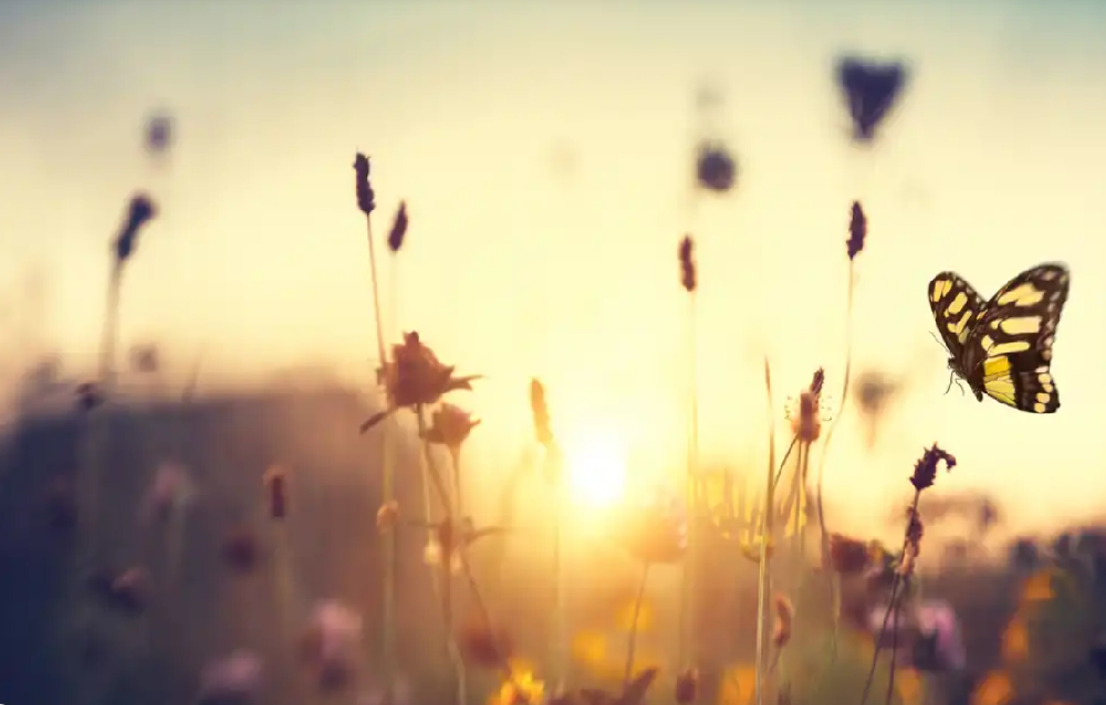 primavera