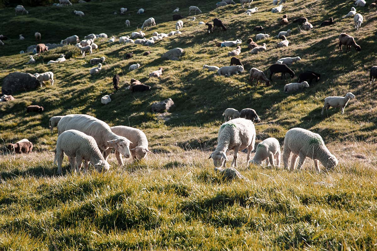 ORTOVOX_SWISSWOOL