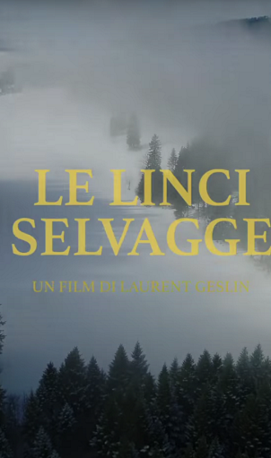 le linci selvagge