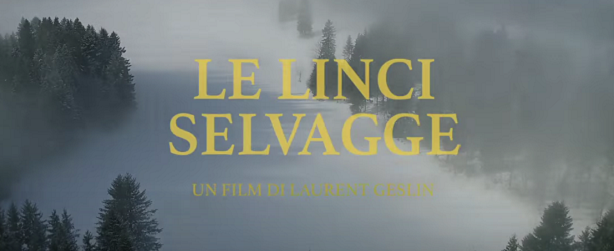 le linci selvagge