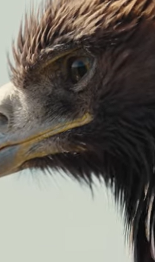 aquila reale