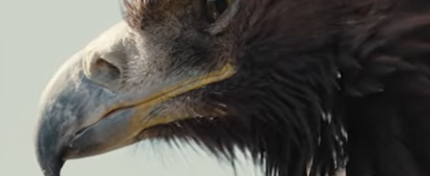 aquila reale