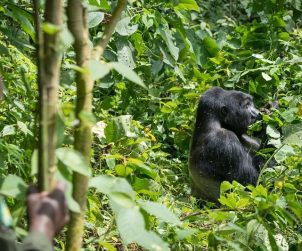gorilla di montagna uganda
