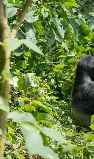 gorilla di montagna uganda