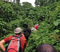 viaggio in Uganda gorilla
