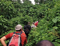 viaggio in Uganda gorilla