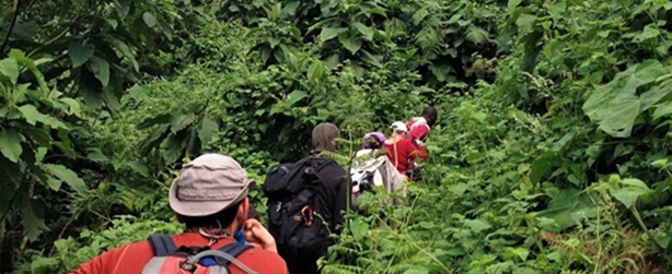 viaggio in Uganda gorilla