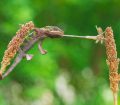 A close-up of a Panther Chameleon hunting for an insect on a plant