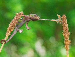 A close-up of a Panther Chameleon hunting for an insect on a plant